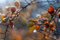 Massa de ar frio derruba temperaturas e favorece geada em SC durante a semana