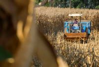 SC lança programa com até R$ 1 bilhão em crédito para produtores de suínos e aves