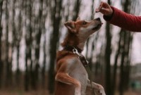 Mulher é presa suspeita de matar cachorro a golpe de machado
