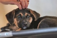 Lei define guarda compartilhada de pets; veja detalhes