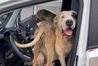 Cães de grande porte soltos em via pública mobilizam PM e são recolhidos em