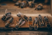 Dia Mundial das Abelhas destaca importância dos insetos para a natureza e a produção de alimentos