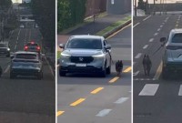 Motorista dirige carro com cachorro preso do lado de fora pela coleira