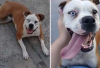 Golpista usa IA para simular resgate de cachorra e tira R$ 600 de família
