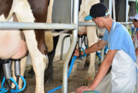 Santa Catarina lidera produtividade de leite no Brasil, com média de 17,21 litros por vaca ao dia