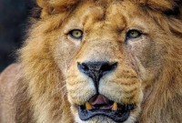 Receita libera programa da declaração do Imposto de Renda 2026; veja como baixar