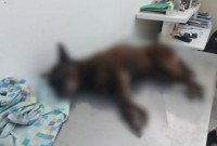 Laudo veterinário aponta lesões graves no cão Orelha