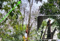 Bombeiros resgatam gato preso em árvore há três dias