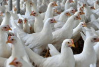 Santa Catarina bate recorde histórico nas exportações de carne de frango em 2026