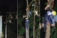 Homem fica suspenso a 15 metros de altura durante corte de árvore
