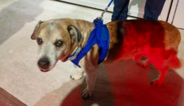 Mulher flagra tutor agredindo cão com socos e chutes, denuncia e homem é detido em Balneário Camboriú