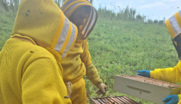 Município promove curso de implantação de apiários e criação racional de abelhas