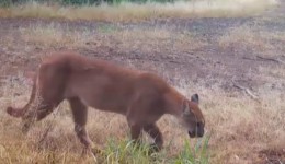 IAT emite alerta após aumento de avistamentos de onças em áreas rurais do Sudoeste
