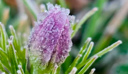 Geada cobre a Serra e manhã registra mínimas próximas de 0°C
