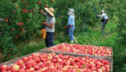 Produtores apontam falta de mão de obra e associam problema a programas sociais
