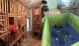 Mais de 50 pessoas são multadas em R$ 250 mil por participação em rinhas de galo