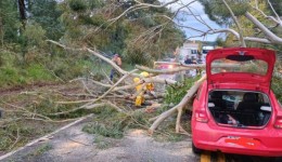 Motorista escapa ilesa após árvore cair sobre veículo na SC-350