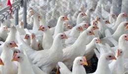 Mais quatro países retiraram restrições ao frango do Brasil