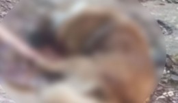 Delegado detalha prisão de mulher suspeita de matar cão Beethoven a machadadas; Ela nega