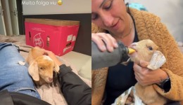 Cabrinha encontrada chorando em estrada de SC ganha novo lar: ‘Coisa mais querida’