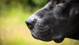 Tutor de pitbull é preso após cão atacar criança e idoso