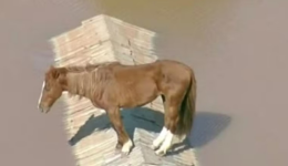 Cavalo que ficou ilhado nas enchentes do RS vira estátua de 4 metros em município gaúcho