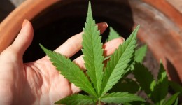 Anvisa discute nesta quarta regras para a produção de cannabis no país