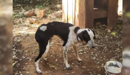 Homem denunciado pelo MPSC por maus-tratos contra um cachorro é condenado a três anos de reclusão