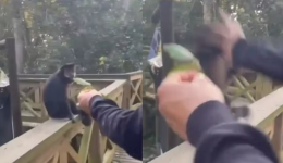 Macaco-prego é agredido por visitante dentro de parque ecológico