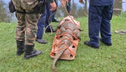Bombeiros capturam jacaré de grande porte em galeria pluvial
