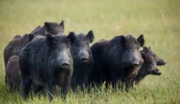 Deputados querem discutir avanço de javalis e impactos na agricultura catarinense