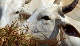 Carne brasileira passa a pagar tarifa de 67% para entrar na China