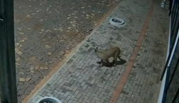 Onça-parda é flagrada por câmeras nos fundos de pizzaria e assusta moradores no Paraná