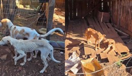 Homem é preso por maus-tratos após polícia encontrar cães desnutridos