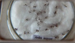 Sesa confirma três novos óbitos por dengue no Paraná