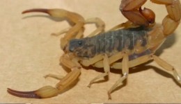 Picadas de escorpiões já causaram mais de 400 atendimentos em SC em 2025