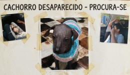 Cachorro da raça Pelado Mexicano, desaparece na comunidade Siqueira Bello, na Gruta de Santa Emília