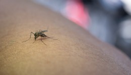 Infecções por Aedes aegypti elevam risco de complicações no parto