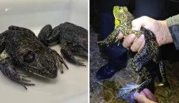 Rã gigante invasora que 'muge como boi' e põe em risco fauna em SC mobiliza pesquisadores