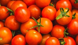 Tomate lidera queda nos preços das hortaliças em junho, aponta Conab