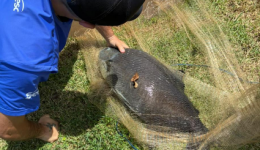 Peixe gigante é resgatado após ser encontrado com linha presa ao corpo em lago