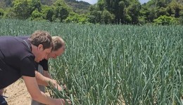 Safra Garantida SC reforça a proteção das lavouras em Santa Catarina