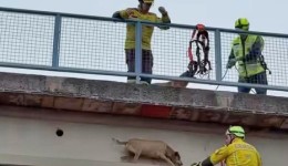 Bombeiros resgatam cão em situação de risco sobre passarela na BR-282