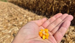 Extremo-Oeste deve colher mais de 200 sacas de milho por hectare, indica Giro da Safra