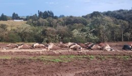 Cerca de 30 vacas morrem eletrocutadas após rompimento de cabo de alta tensão em propriedade rural