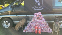 Equipe Canil da PRE apreende veículo com 145 kg de maconha; traficante foi preso