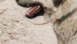 Homem é suspeito de matar cão a golpes de pá em Canoinhas