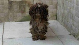 80 animais são resgatados em situação de maus-tratos