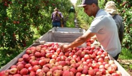 Safra da maçã em SC deve crescer 28% neste ano e preços começam a cair