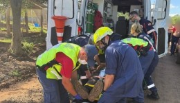 Galho se desprende durante corte de árvore e atinge trabalhador no interior